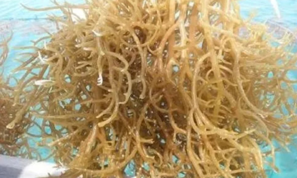 From Farm to Factory: Eucheuma cottonii in the Carrageenan Industry