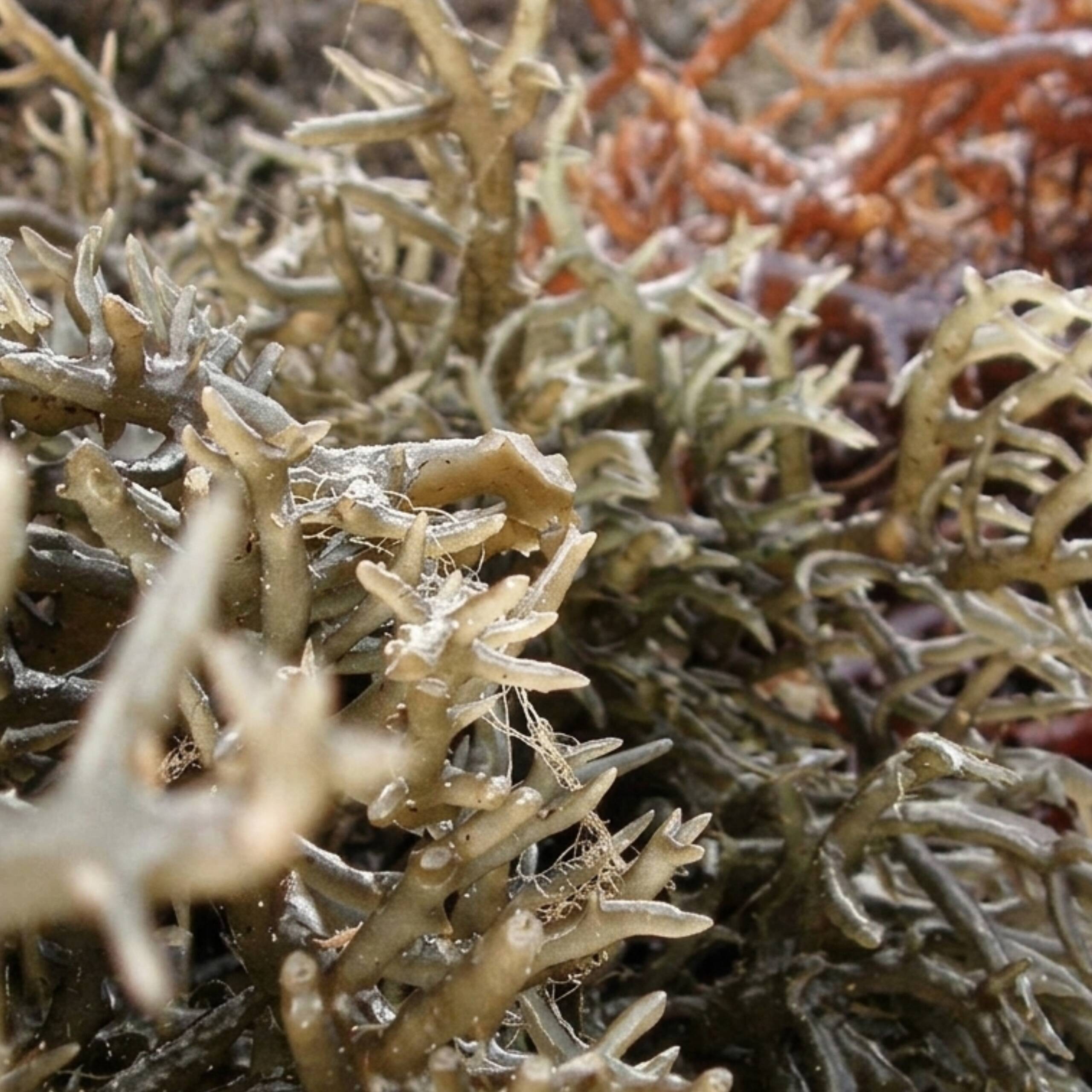 about eucheumacottonii com