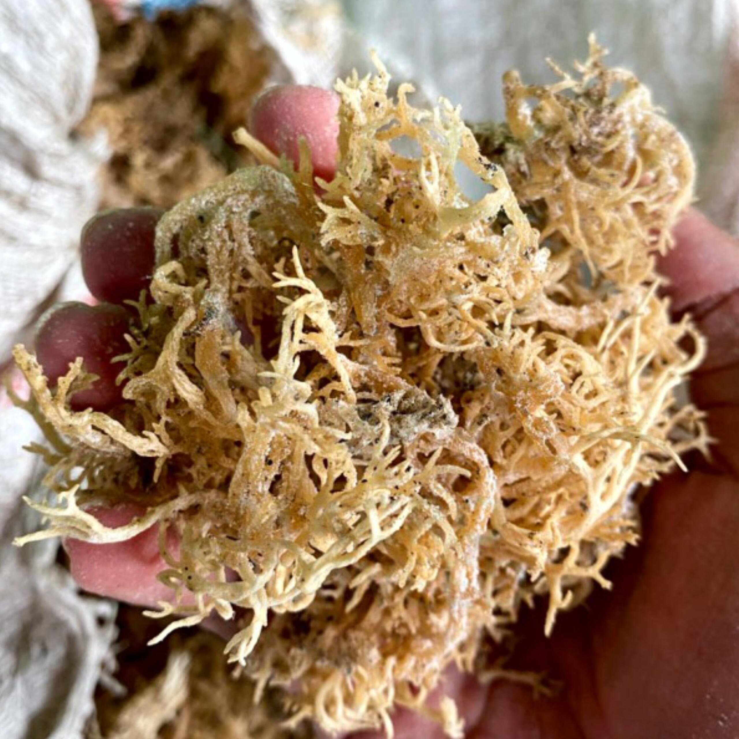 galery euchuma cottoni 1