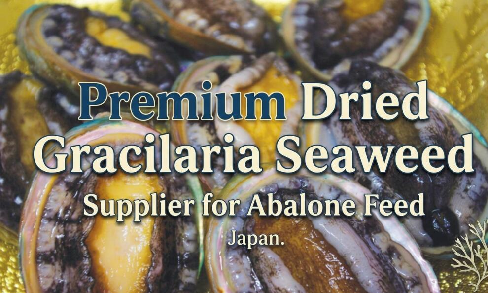 Dried Gracilaria Seaweed Supplier for Abalone Feed Japan