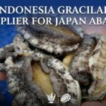 Trusted Indonesia Gracilaria Supplier for Japan Abalone Feed Market