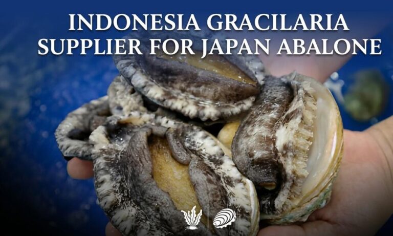 Indonesia Gracilaria Supplier for Japan Abalone Feed