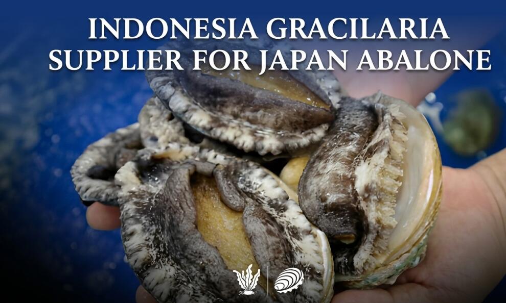 Indonesia Gracilaria Supplier for Japan Abalone