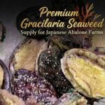 Secure Your Premium Gracilaria Seaweed Supply for Japanese Abalone Farms
