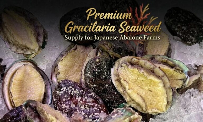Secure Gracilaria Supply for Japan Abalone Farms