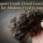Export Grade Dried Gracilaria for Abalone Feed in Japan