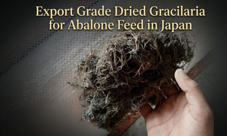 Export Grade Dried Gracilaria for Japan Abalone Feed