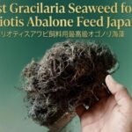 Best Gracilaria Seaweed for Haliotis Abalone Feed Japan
