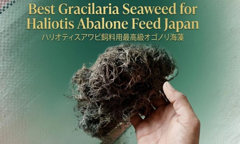 Best Gracilaria Seaweed for Japan Haliotis Abalone Feed