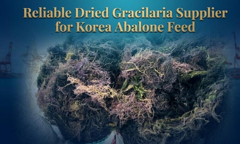 Reliable Dried Gracilaria Supplier for Korea Abalone Feed