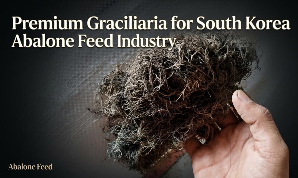 Premium Gracilaria for South Korea Abalone Feed Industry