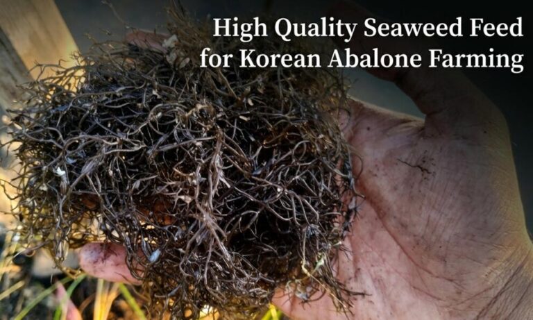 Top-Grade Seaweed Feed for Korea Abalone Aquaculture