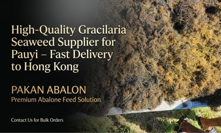 High-Quality Gracilaria for Pauyi: Fast HK Delivery