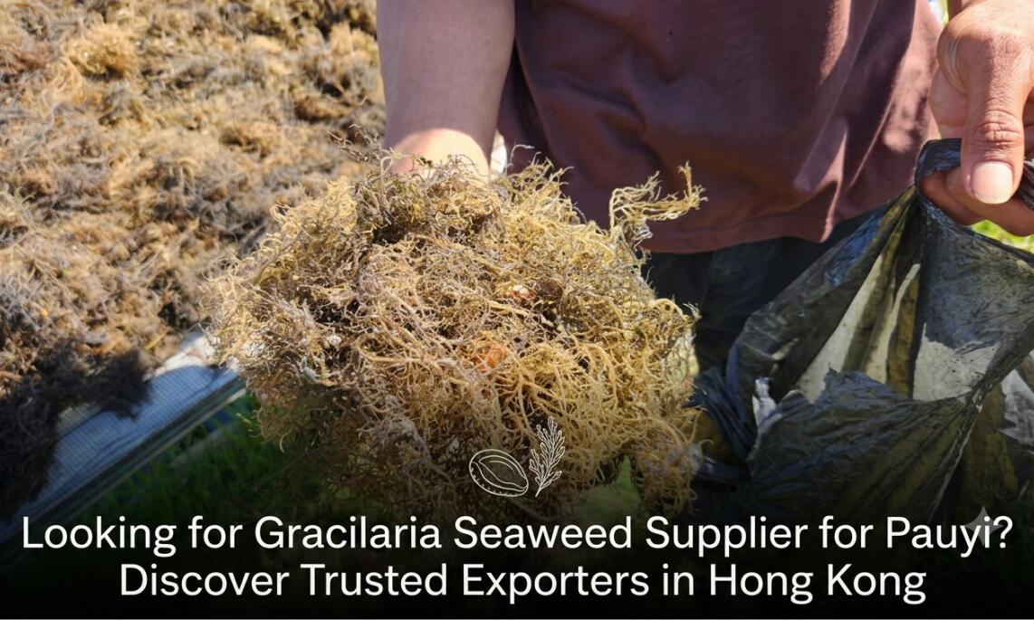 Looking for Gracilaria Seaweed Supplier for Pauyi