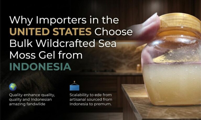 Why US Importers Choose Bulk Sea Moss from Indonesia