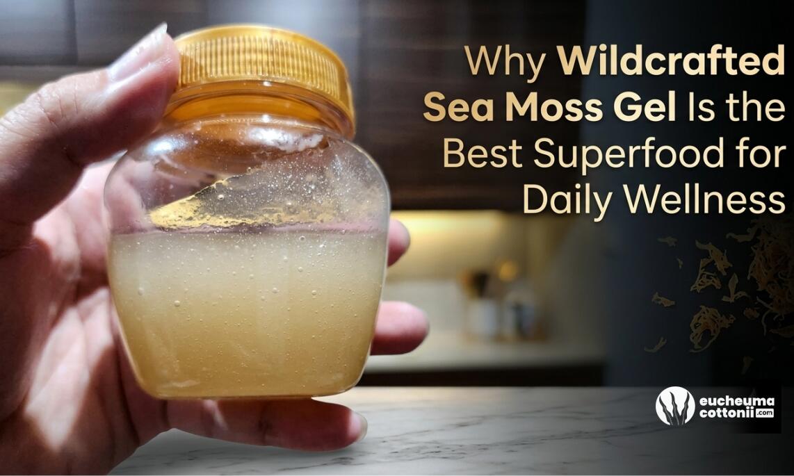 Why Wildcrafted Sea Moss Gel