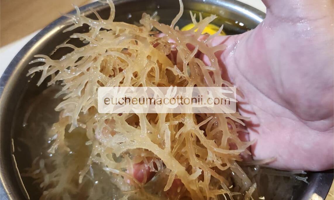 Applications of Eucheuma cottonii in Australia’s Food and Carrageenan Industry