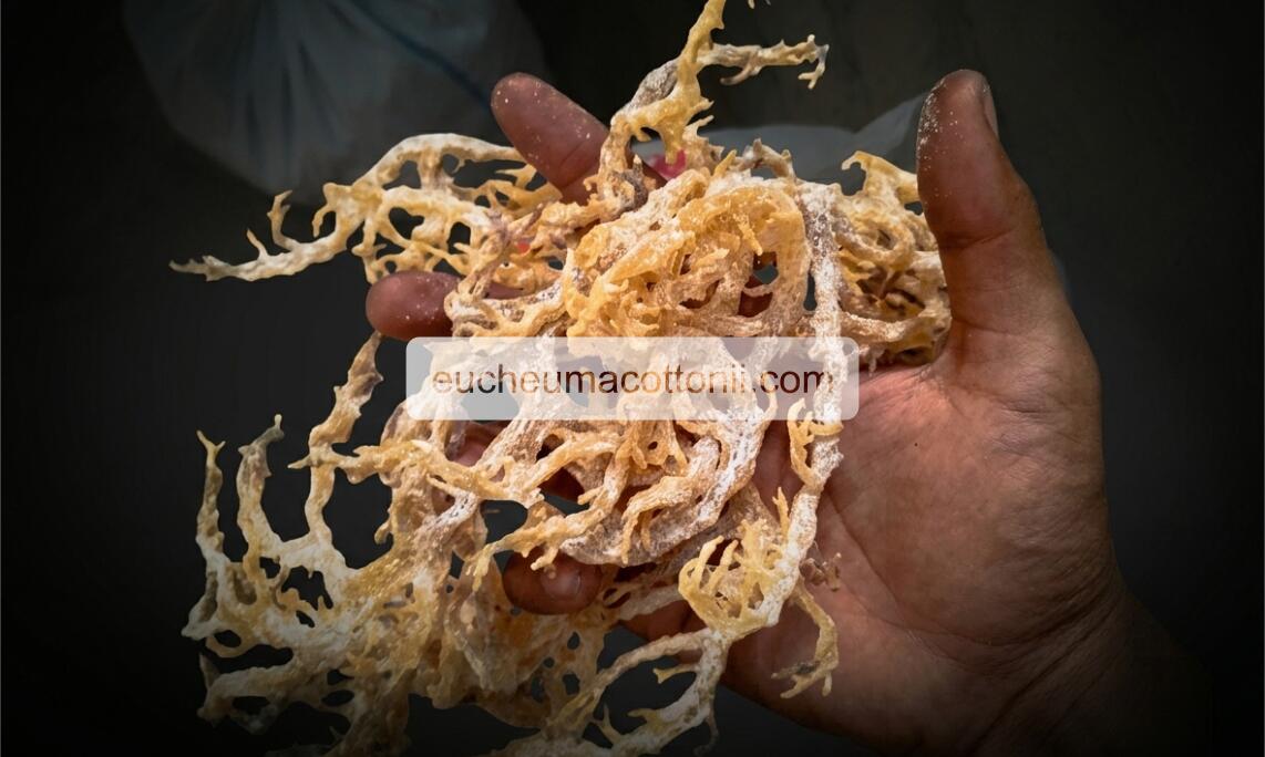 Bulk Eucheuma Cottonii for Australian Food Manufacturers