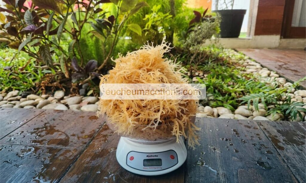 Reliable Cottonii Manufacturer & Exporter for Australia