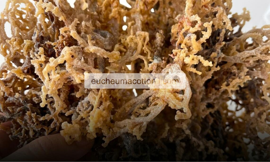 Factors That Make Indonesian Eucheuma Cottonii Preferred by Australian Buyers