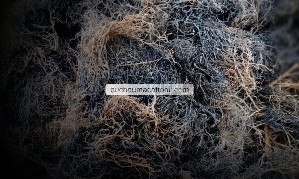 Indonesia Gracilaria Raw Material Supplier for Japan