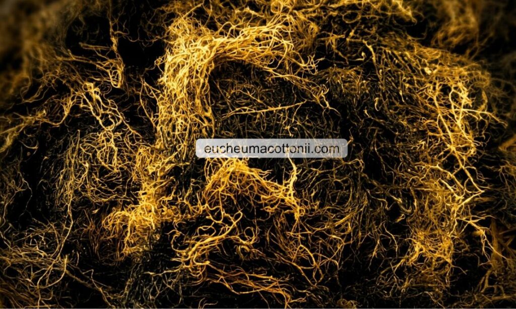 Gracilaria Supplier in Japan for Food & Agar Uses