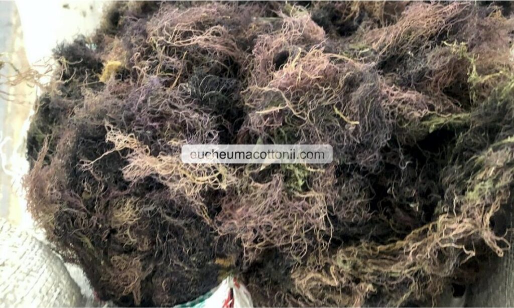 Indonesian Gracilaria: Consistent Raw Material Supply
