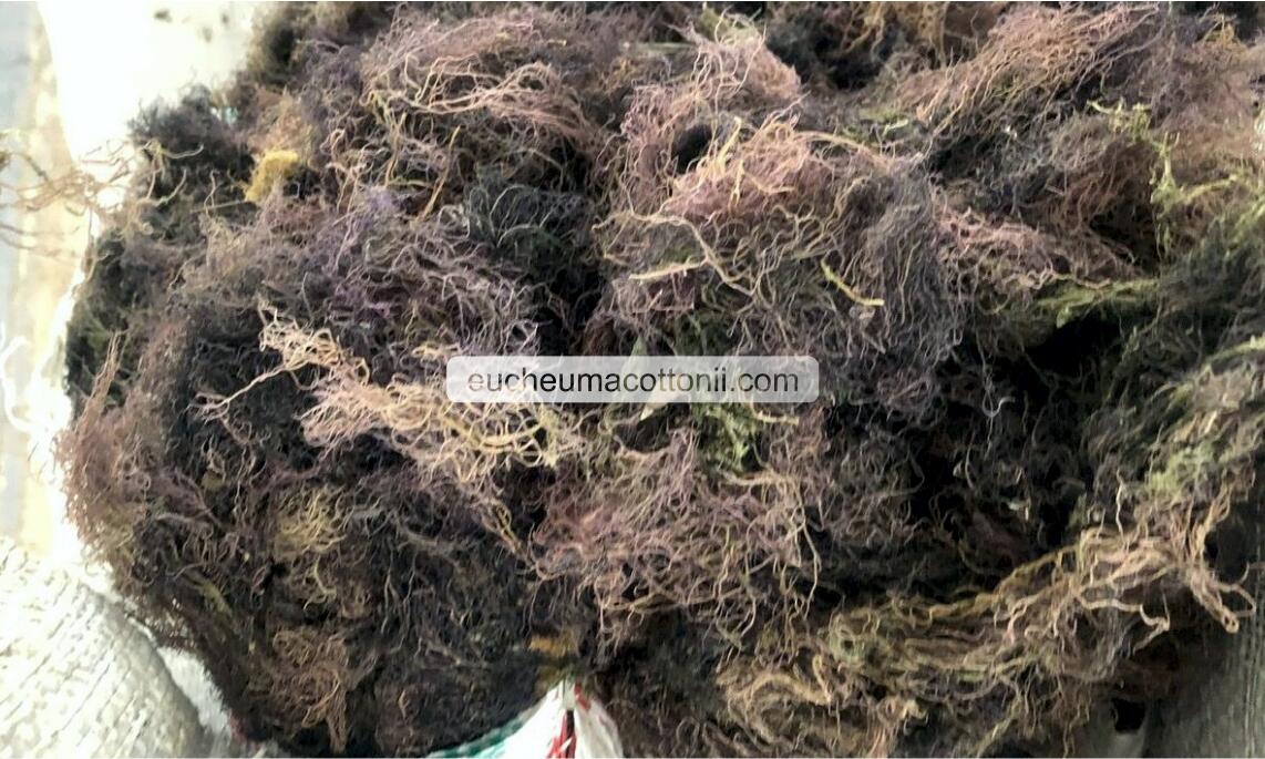 Gracilaria Seaweed Suppliers