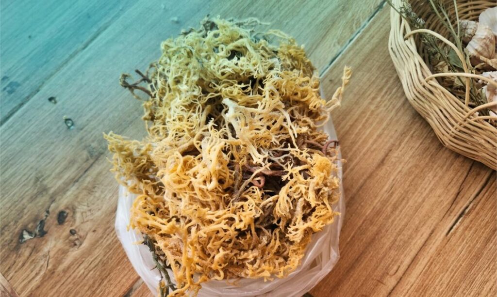 Premium Carrageenan Seaweed Supplier: Indonesia Direct