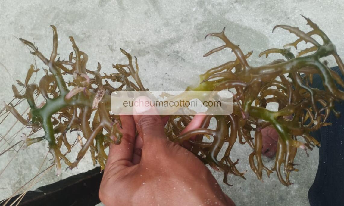 How Indonesian Eucheuma Cottonii Meets Australian Import Standards