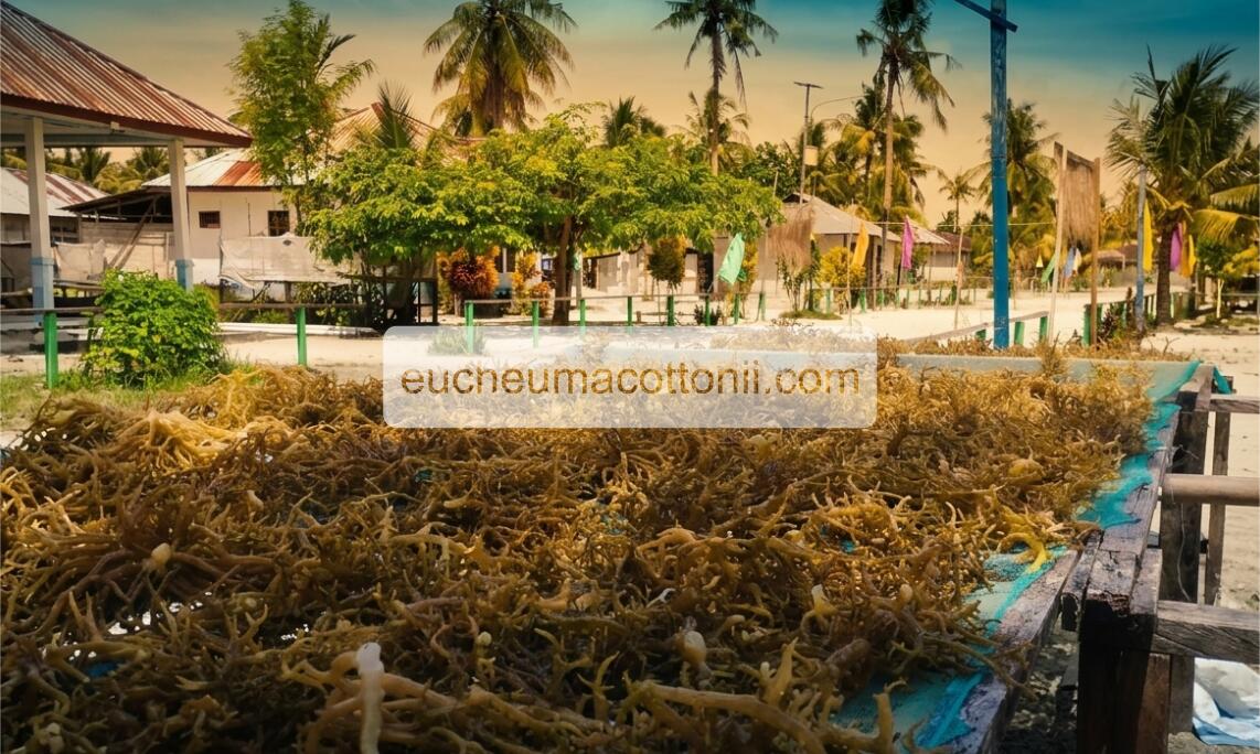 How to Import Eucheuma Cottonii from Indonesia to Australia