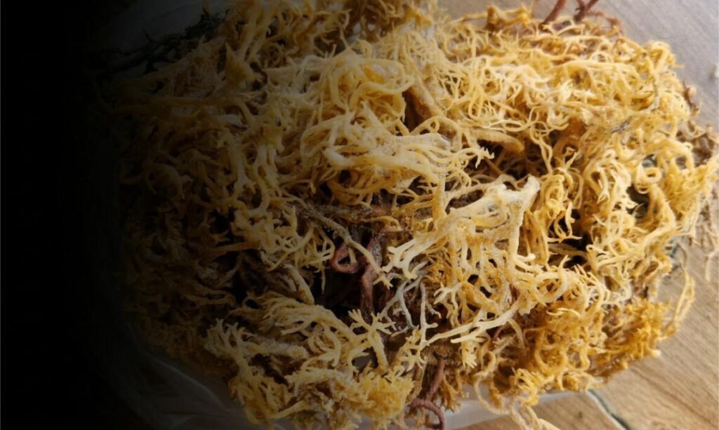 Wholesale Indonesia Eucheuma Cottonii: Global Quality