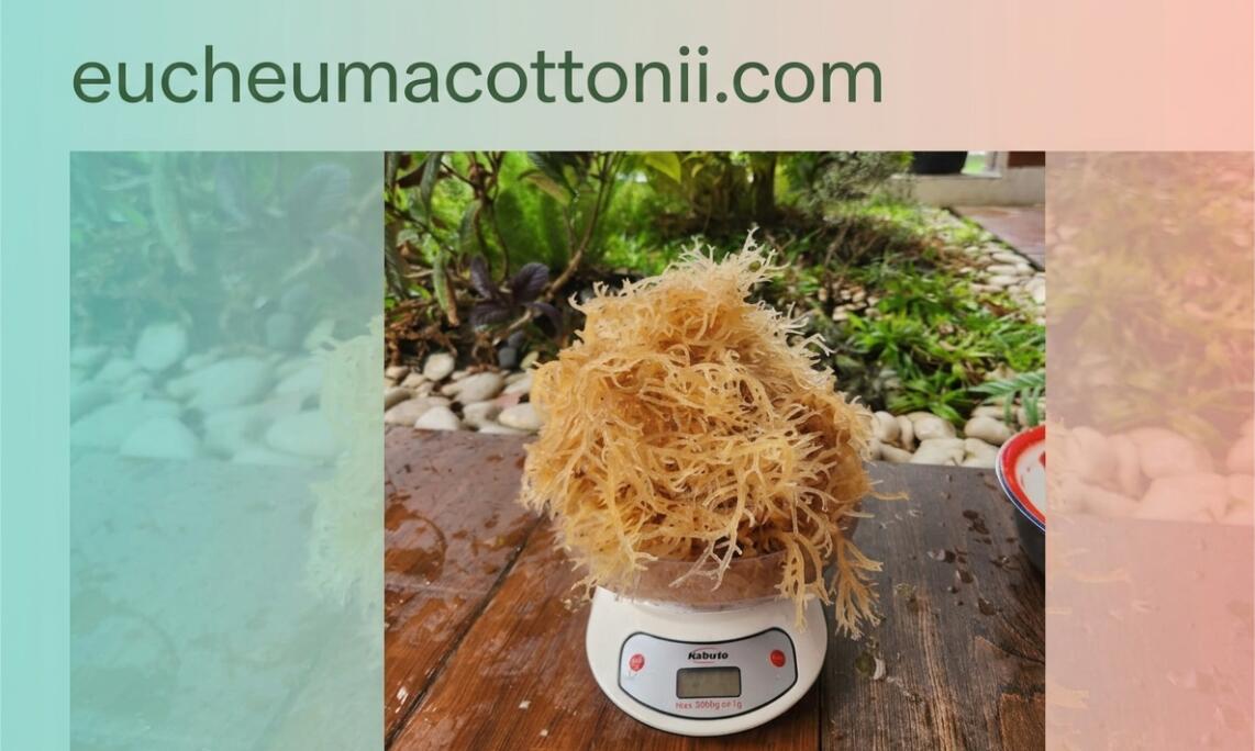 Why Choose Indonesian Eucheuma Cottonii Supplier