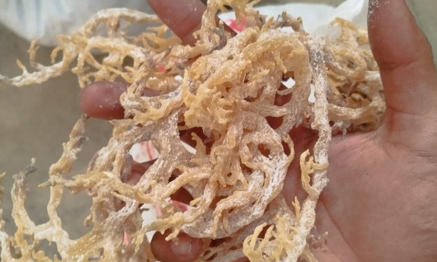 Eucheuma Cottonii