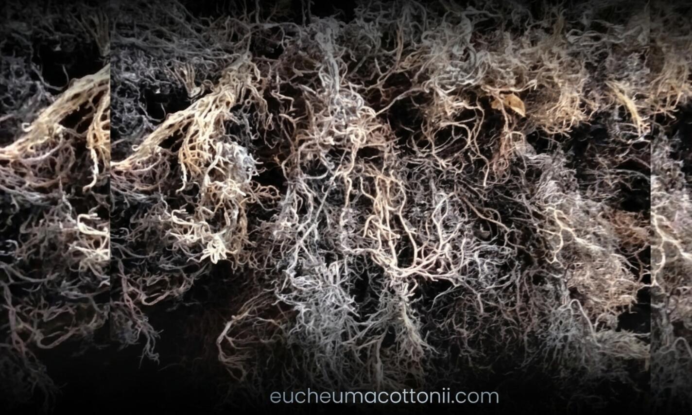 Gracilaria Verrucosa