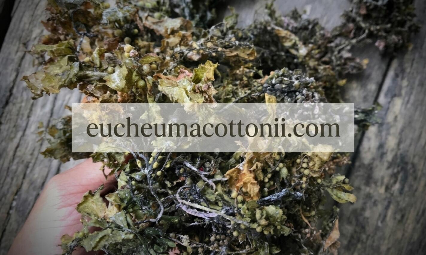 Sargassum Sp