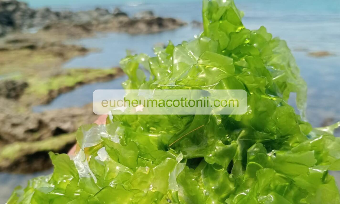 Ulva Sea Lettuce