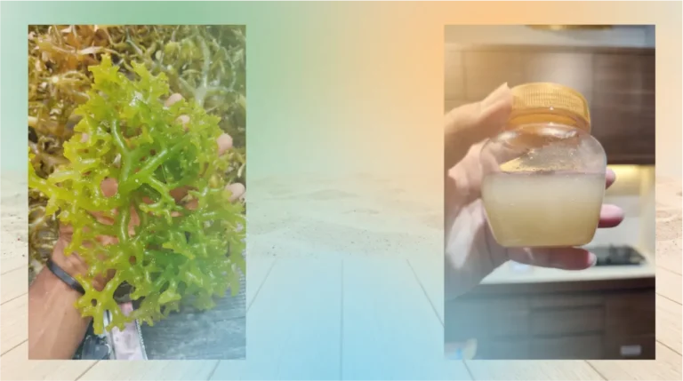 Eucheuma Cottonii from Indonesia: Premium Raw Material for Sea Moss Gel Manufacturers in the USA