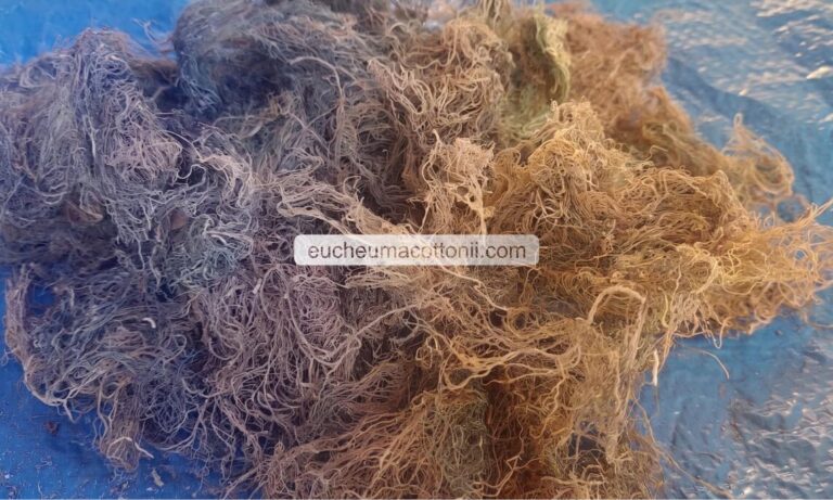 Japan Agar Production: Premium Indonesian Gracilaria
