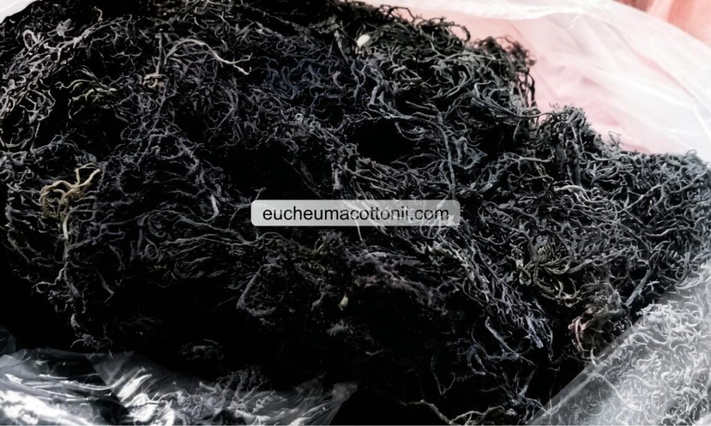 High-Gel Gracilaria for Japan Agar Manufacturers