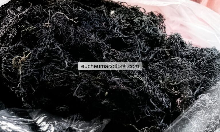 High-Gel Gracilaria for Japan Agar Manufacturers