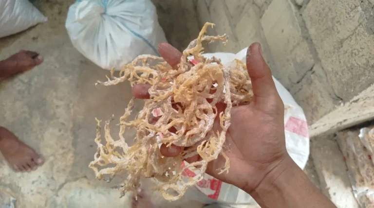 Indonesian Eucheuma Cottonii Supplier for Sea Moss Gel Production, Wholesale Buyers, and US Manufacturers