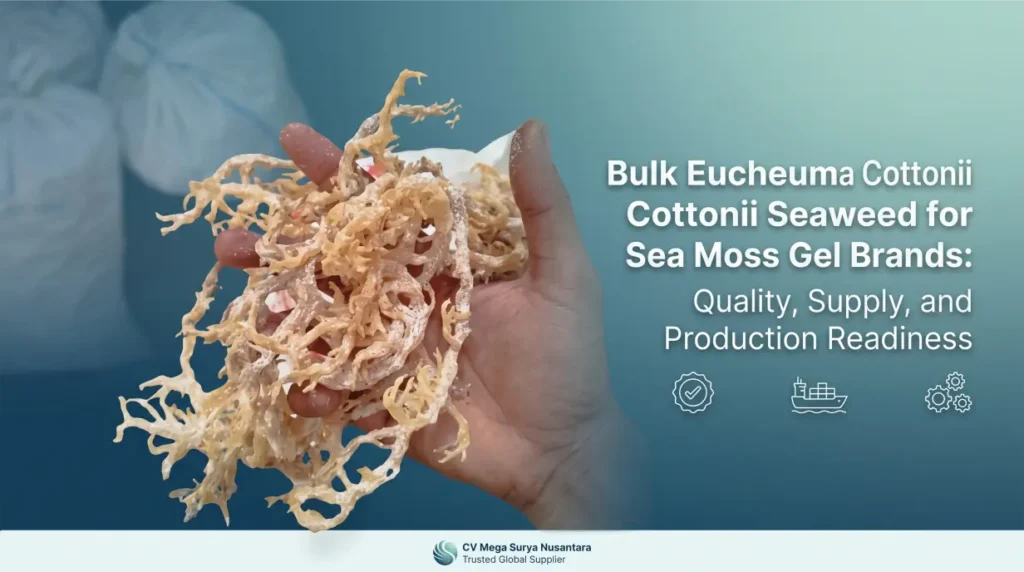 Bulk Eucheuma Cottonii Seaweed for USA Sea Moss Gel Brands: Quality, Supply, and Production Readiness