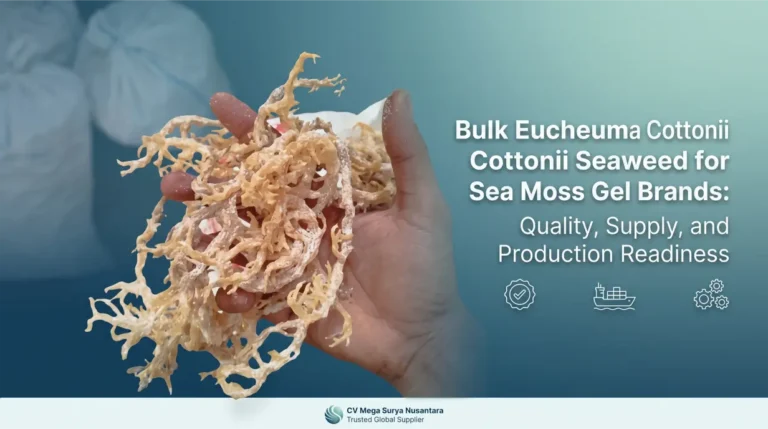Bulk Eucheuma Cottonii Seaweed for USA Sea Moss Gel Brands: Quality, Supply, and Production Readiness
