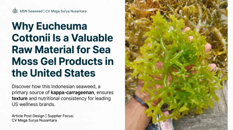 Why Eucheuma Cottonii Is a Valuable Raw Material for Sea Moss Gel Products in the United States