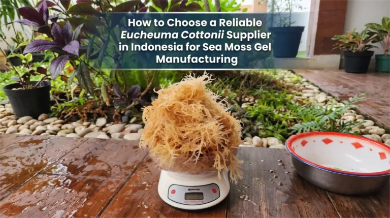 How to Choose a Reliable Eucheuma Cottonii Supplier in Indonesia for Sea Moss Gel Manufacturing