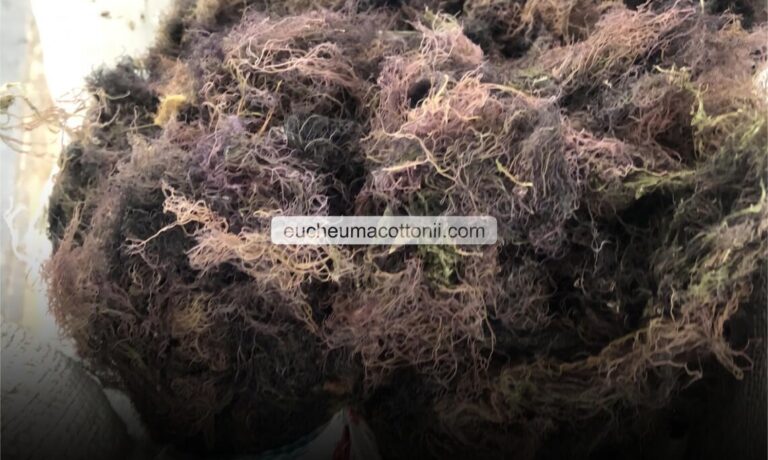 Import Gracilaria to Japan: Customs & Standards
