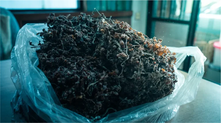 Sargassum Seaweed for Organic Fertilizer: Extraction Methods and Bulk Sourcing