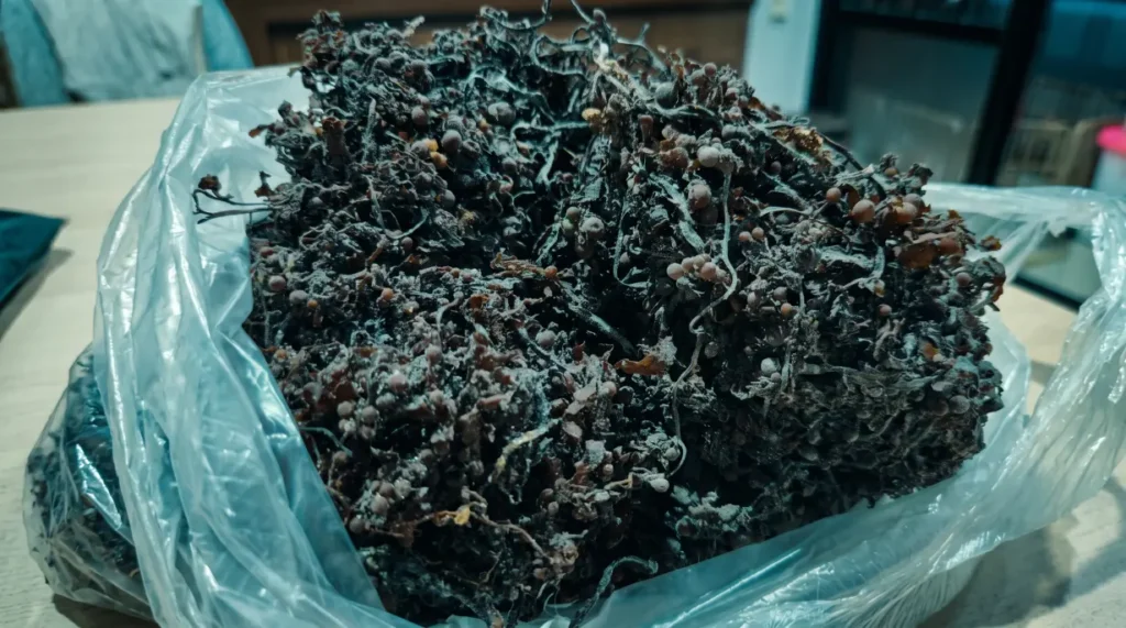 Understanding Sargassum Seaweed Lab Analysis: What B2B Importers Must Check on a COA