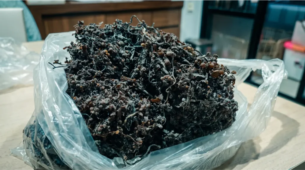How Sargassum Sp Is Used in Industrial Sodium Alginate Extraction: A Buyer’s Guide